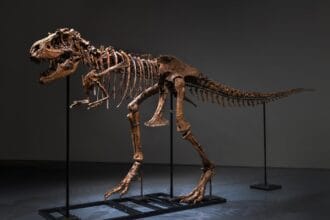 Gorgosaurus