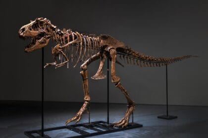 Gorgosaurus