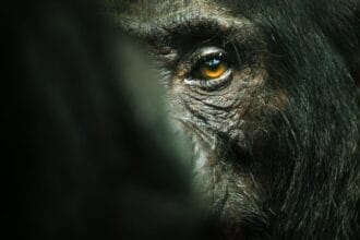 Chimp empire documentary series Netflix