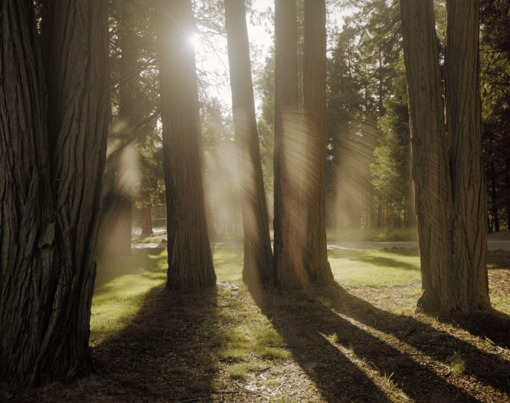 Joel Meyerowitz