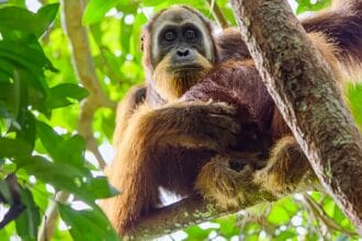 Secret Lives of Orangutans