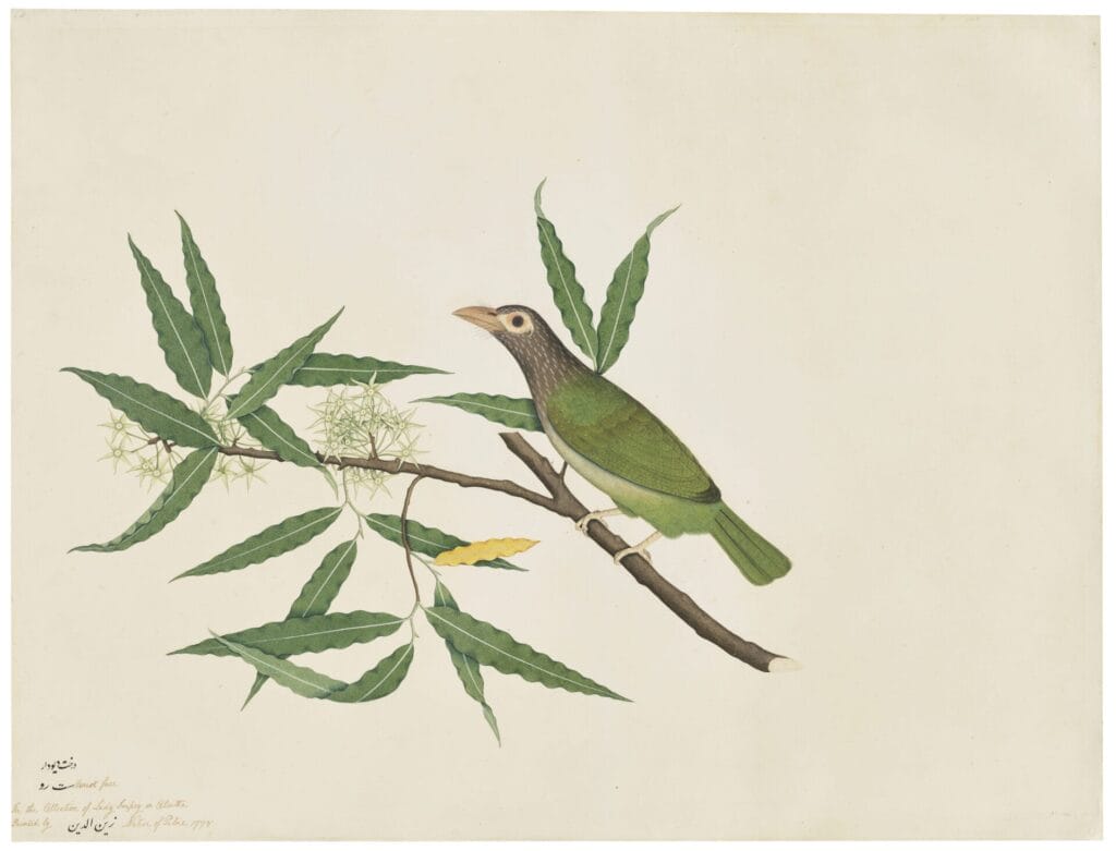 A Lineated Barbet by master artist Zayn al-Din