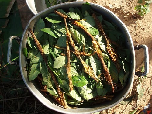 Ayahuasca